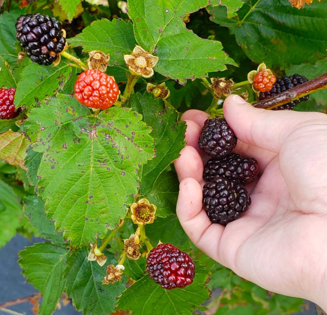 Where To Pick Your Own Blackberries? - Adrienne Balkum