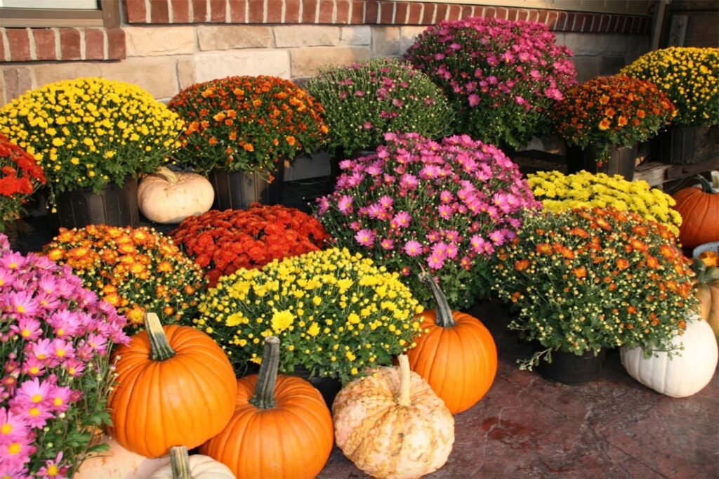 Mums and pumpkin display