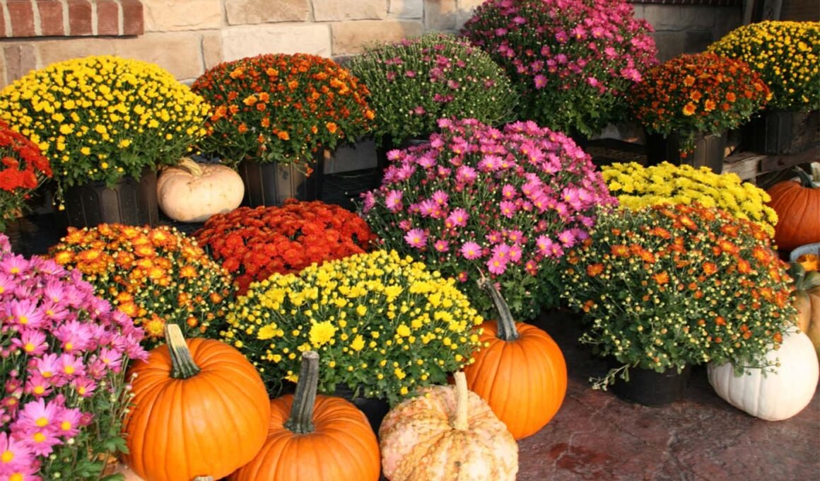 Mums and pumpkin display