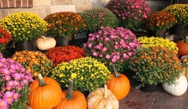 Mums and pumpkin display