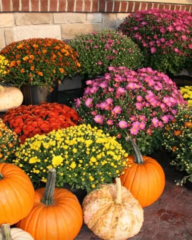 Mums and pumpkin display