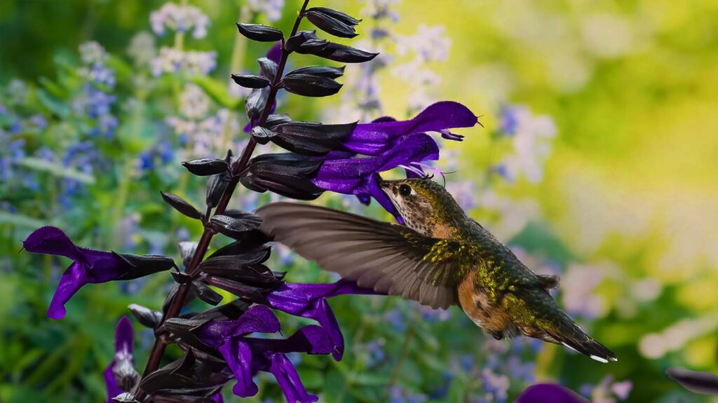 Purple Black Salvia and hummingbird