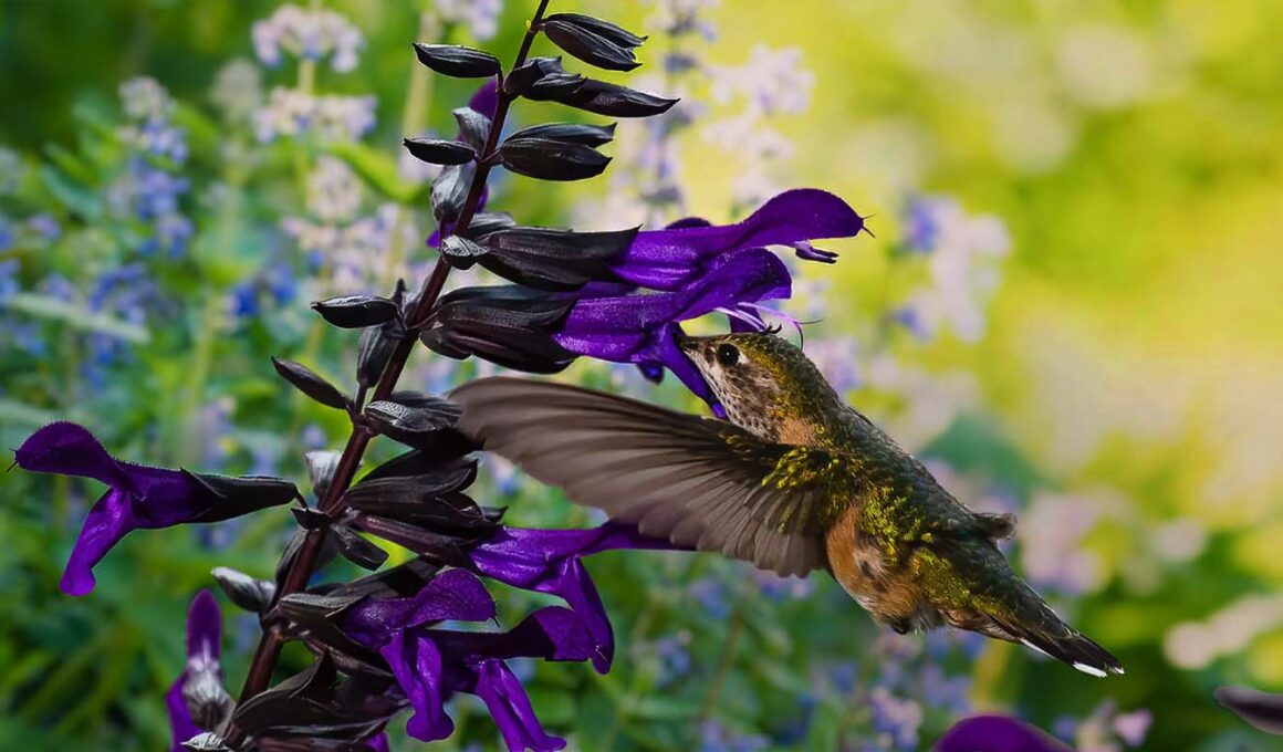 Purple Black Salvia and hummingbird