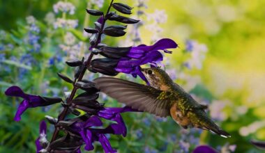 Purple Black Salvia and hummingbird