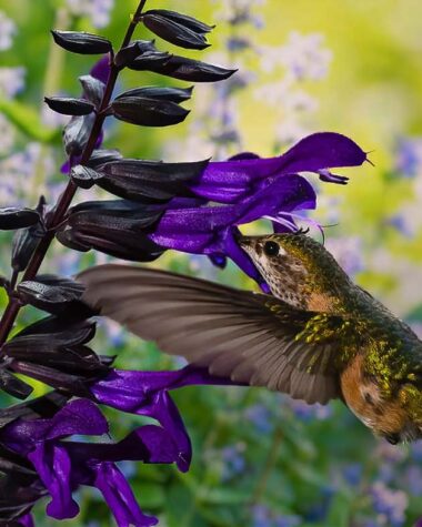 Purple Black Salvia and hummingbird