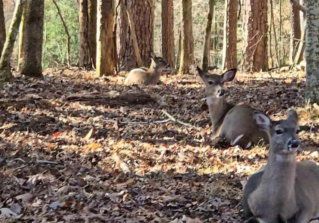 Deer at Beavers Bend State Park