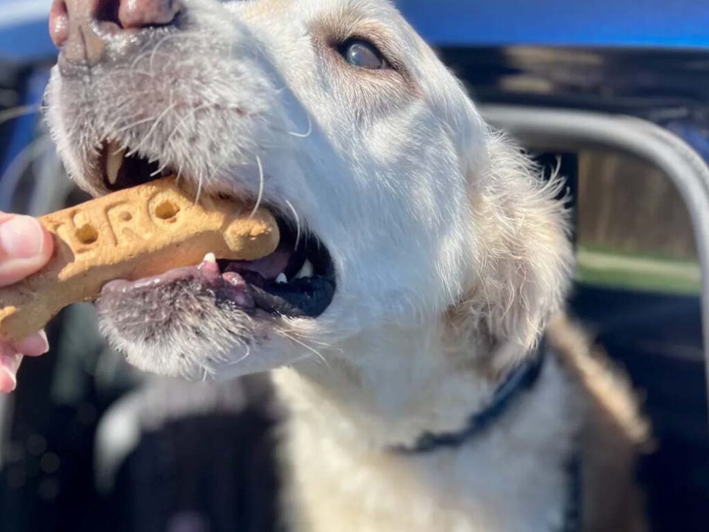 Dog eating a treat by Noble Barnes