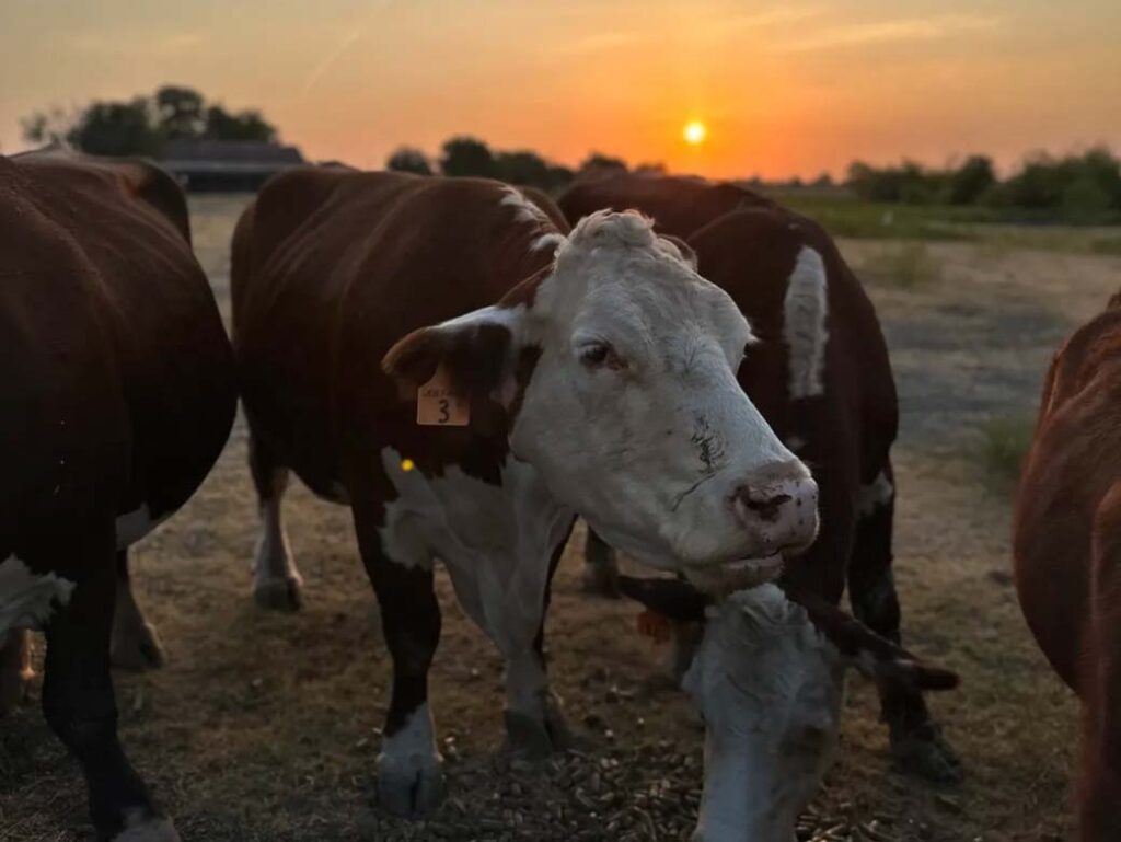 Cows at Sunset