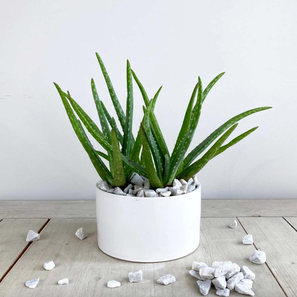 Aloe Vera Plant in White Vase