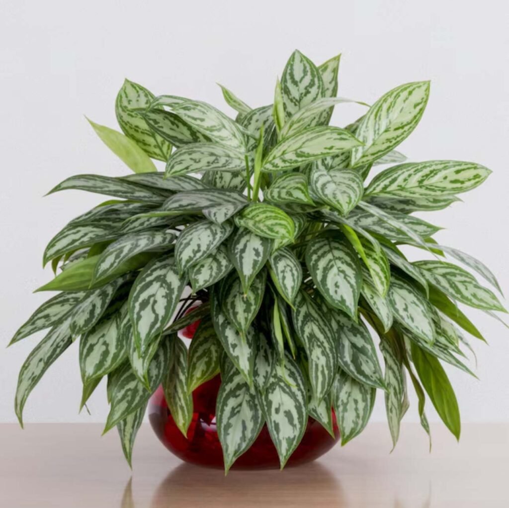 Chinese Evergreen Plant Aglaonema in a stone pot