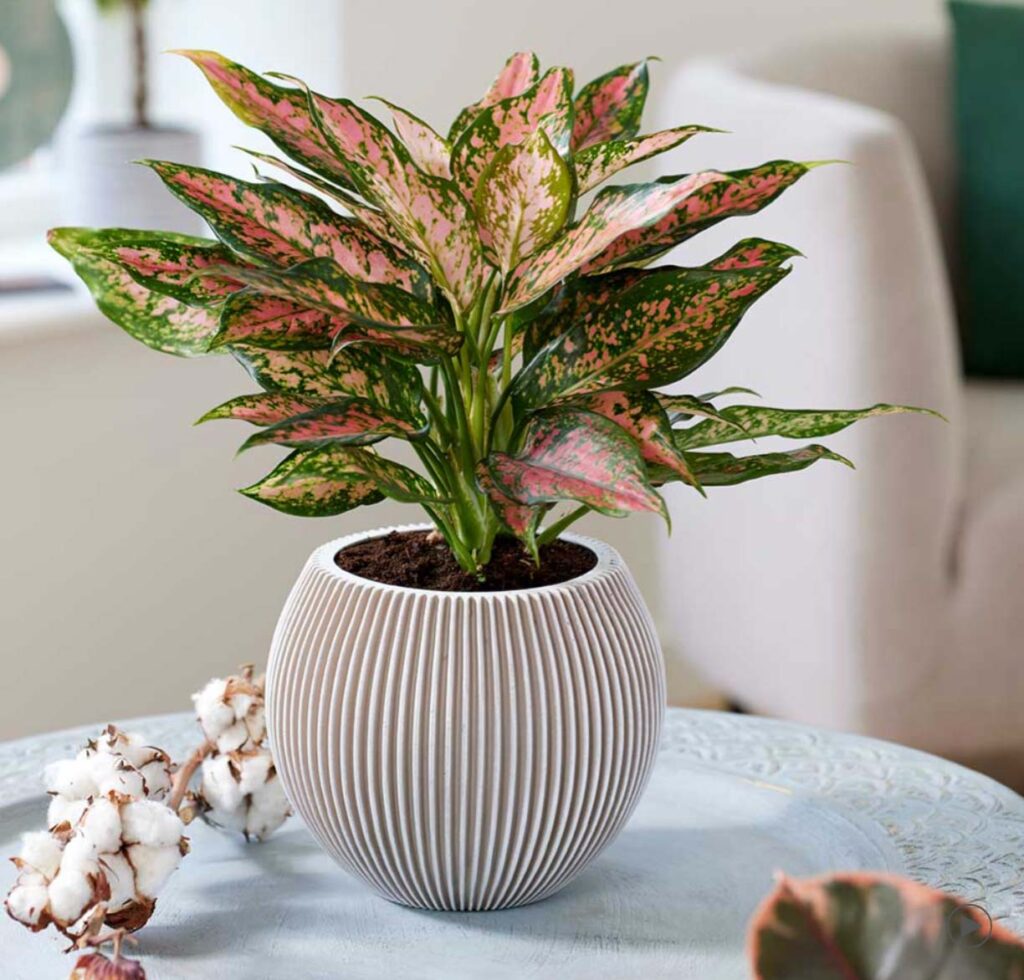 Chinese Evergreen in Textured Pot