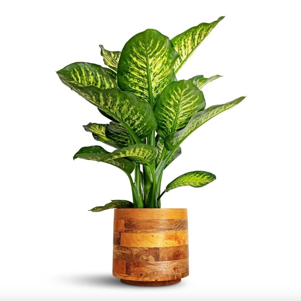 Dieffenbachia Plant in wooden pot