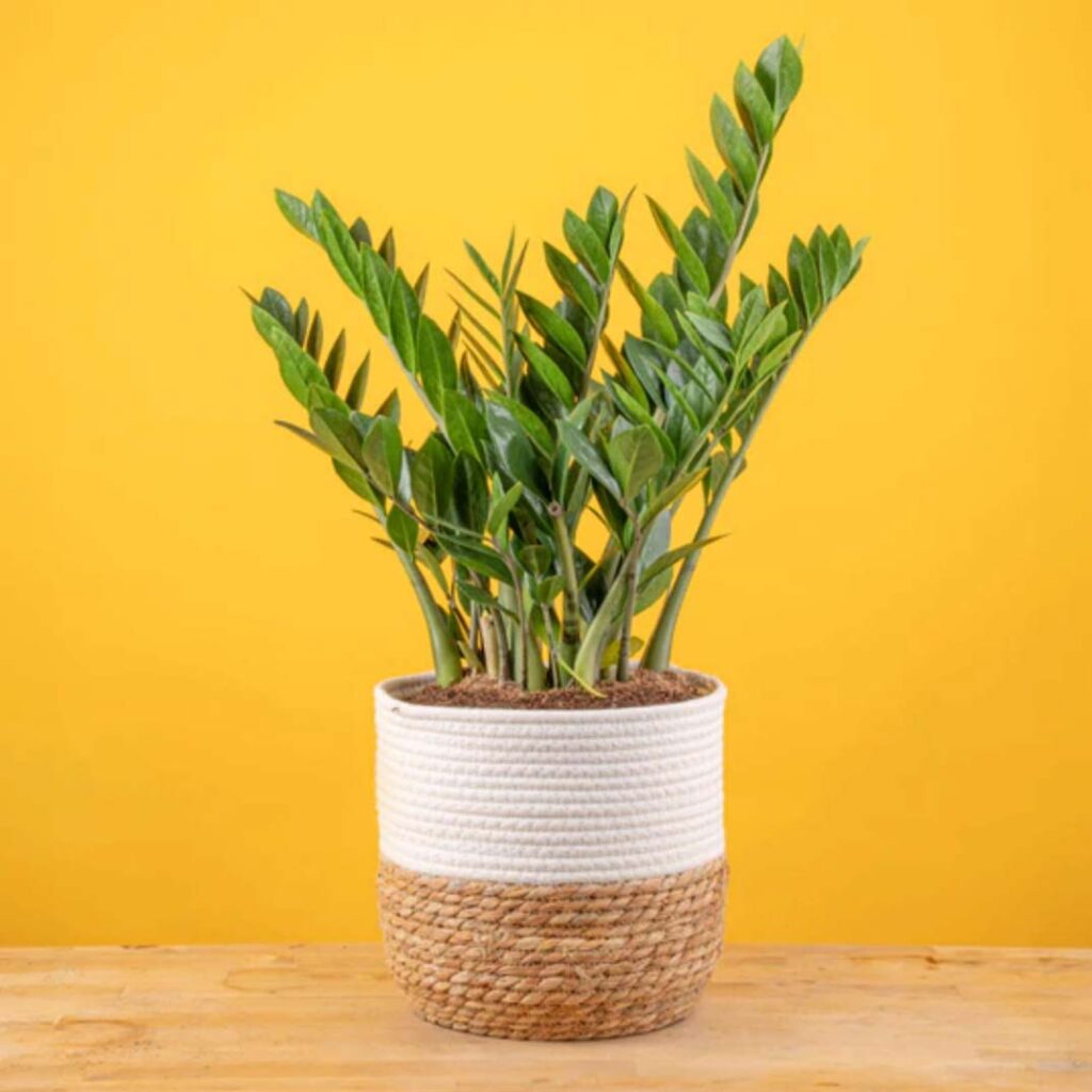 ZZ Plant in Textile Vase