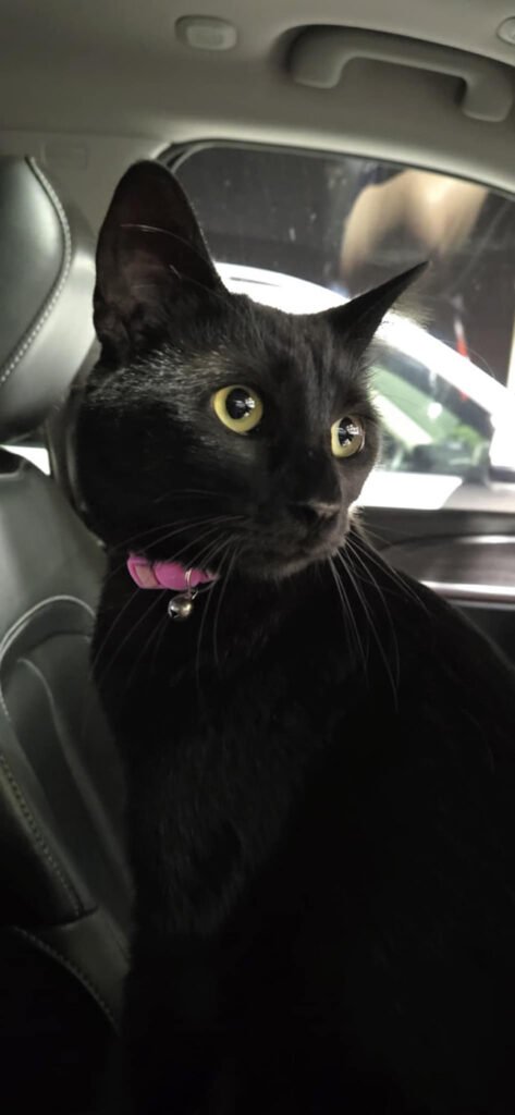 Cat in car.