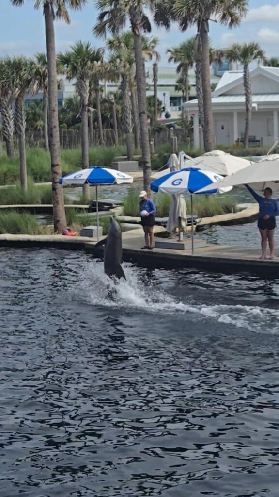 Gulfarium Dolphin Show