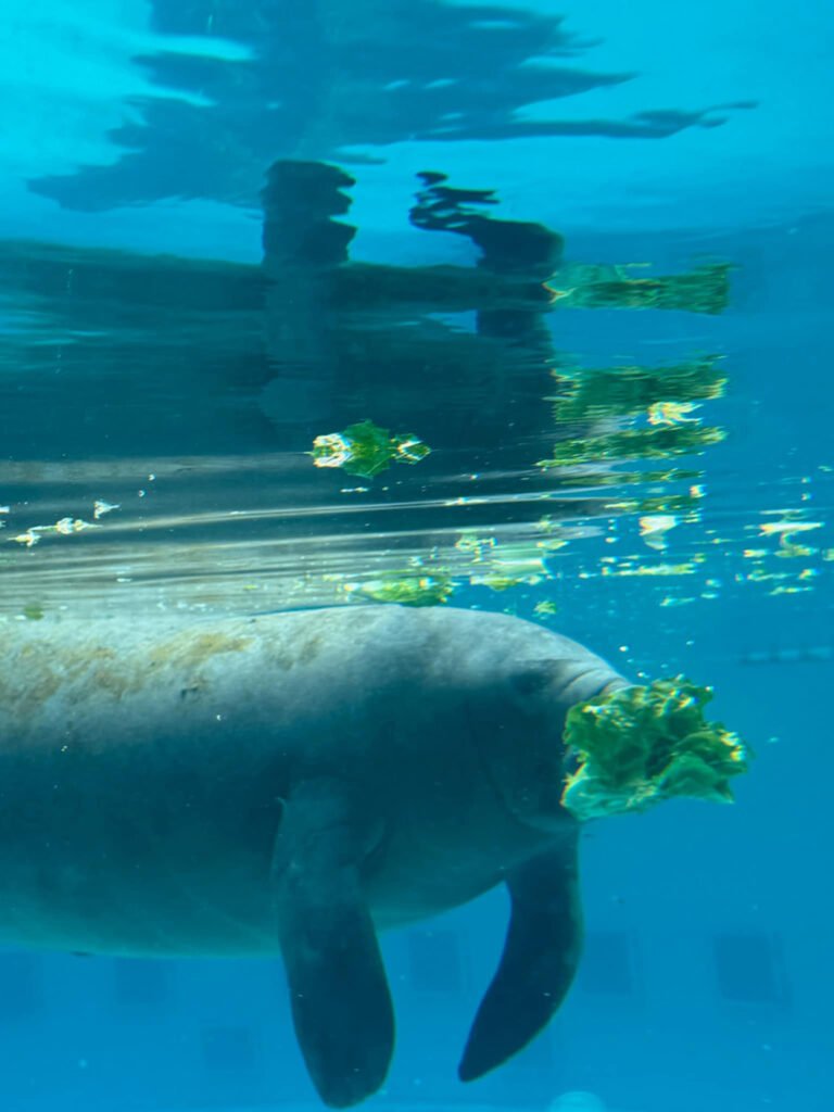 Gulfarium Manatee