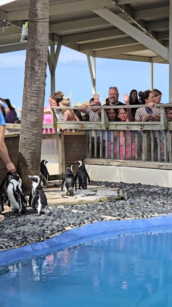 Gulfarium Penguin Chat