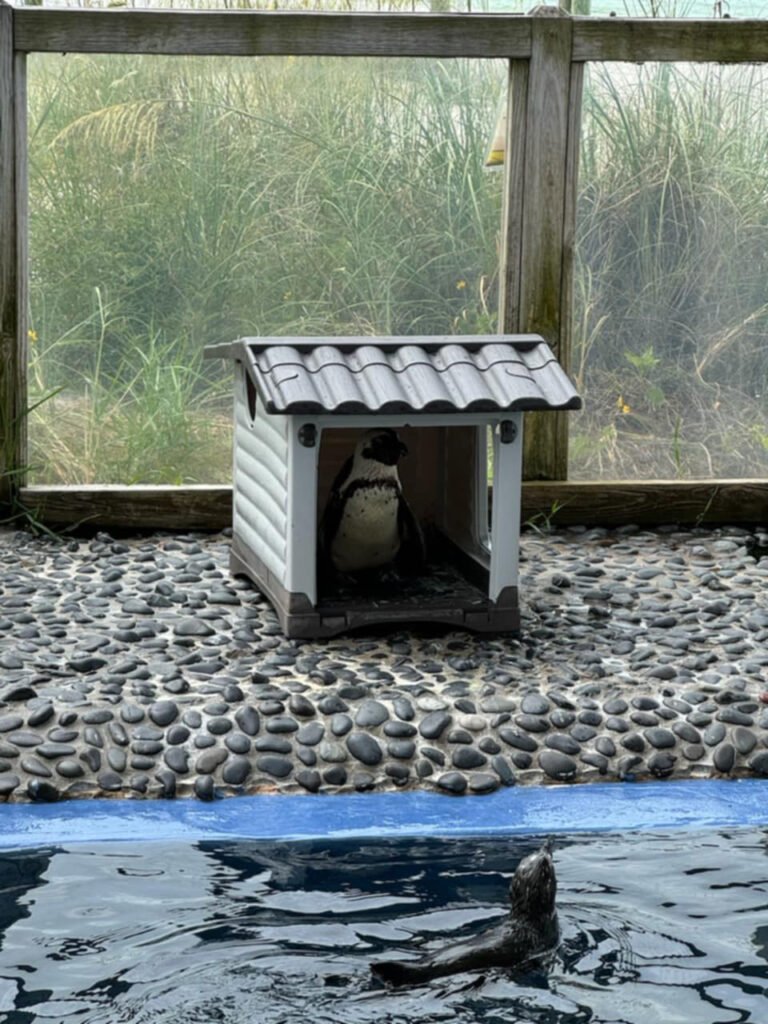 Gulfarium Penguin Preserve