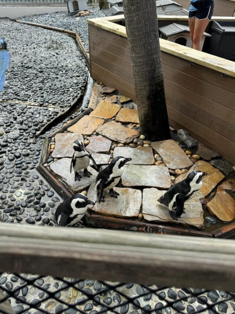 Gulfarium Penguin Preserve