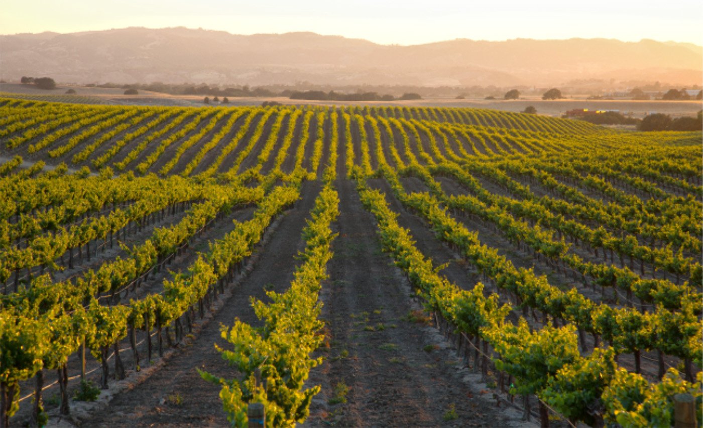 Texas Hill Country Wine Field