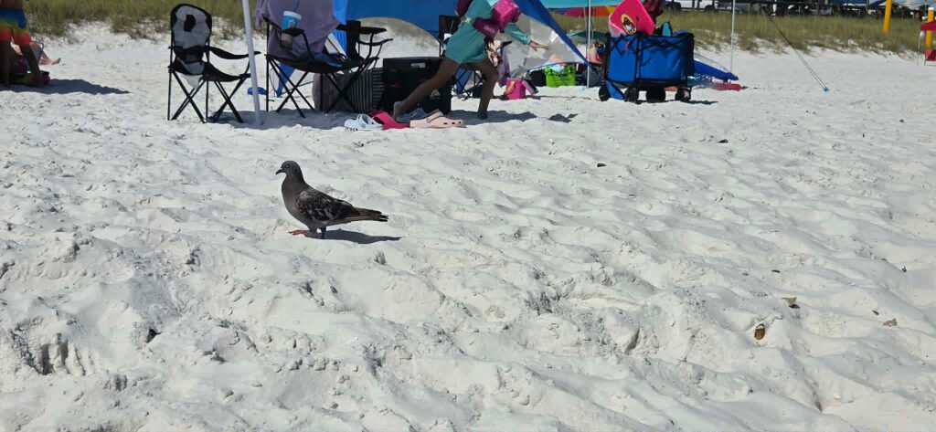 Pigeons walking on the beach.